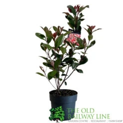 Photinia Fraseri 'Carré Rouge' 2Ltr Pot (NL) 7 Photinia Fraseri 'Carré Rouge' 2Ltr Pot (NL) -Wolf-Garten Store 0000000398517