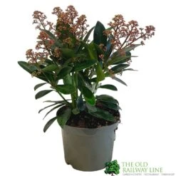 Skimmia Japonica 'Rubella' 1.5Ltr Pot (NL)