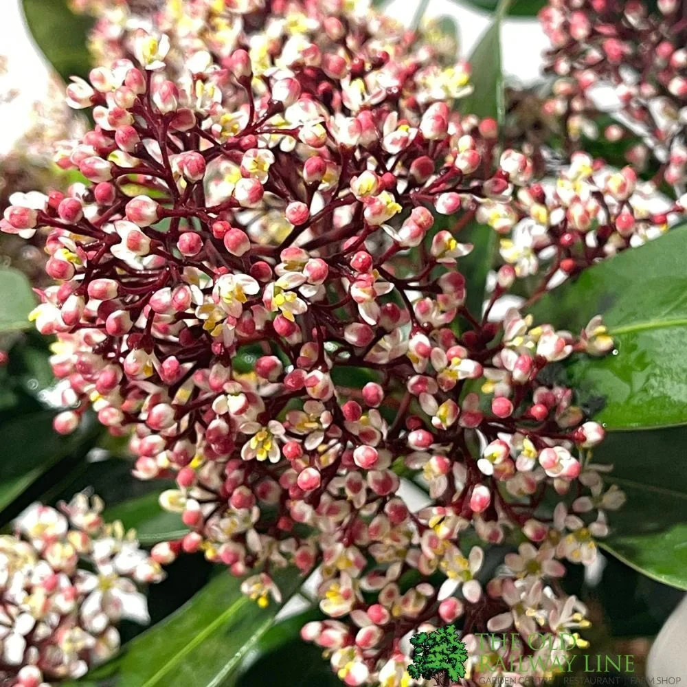 Skimmia Japonica 'Rubella' 1.5Ltr Pot (NL) 4 Skimmia Japonica 'Rubella' 1.5Ltr Pot (NL) - Image 2