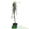 Cotoneaster 'Juliette' 80cm Tall (NL) 2 Cotoneaster 'Juliette' 80cm Tall (NL) -Wolf-Garten Store 00000625