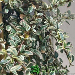 Wolf-Garten Store -Wolf-Garten Store 00000625 3