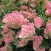 Hydrangea 'Vanille-Fraise' 40cm Tall (NL) -Wolf-Garten Store 00000627 61d5339e ca8a 49fe 930a 716fa5a2a5f6