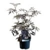 Sambucus Nigra 'Black Lace' Plant 3 Ltr Pot -Wolf-Garten Store 00000629 8b8a232f 6c5b 4895 a1af 2c59937f44cf