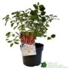 Cornus 'Midwinter Fire' Plant 3Ltr Pot (NL) -Wolf-Garten Store 00001162