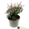 Pieris 'Bonfire' Plant 2Ltr Pot -Wolf-Garten Store 00001641