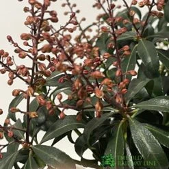 Pieris 'Bonfire' Plant 2Ltr Pot 5 Pieris 'Bonfire' Plant 2Ltr Pot -Wolf-Garten Store 00001641 2