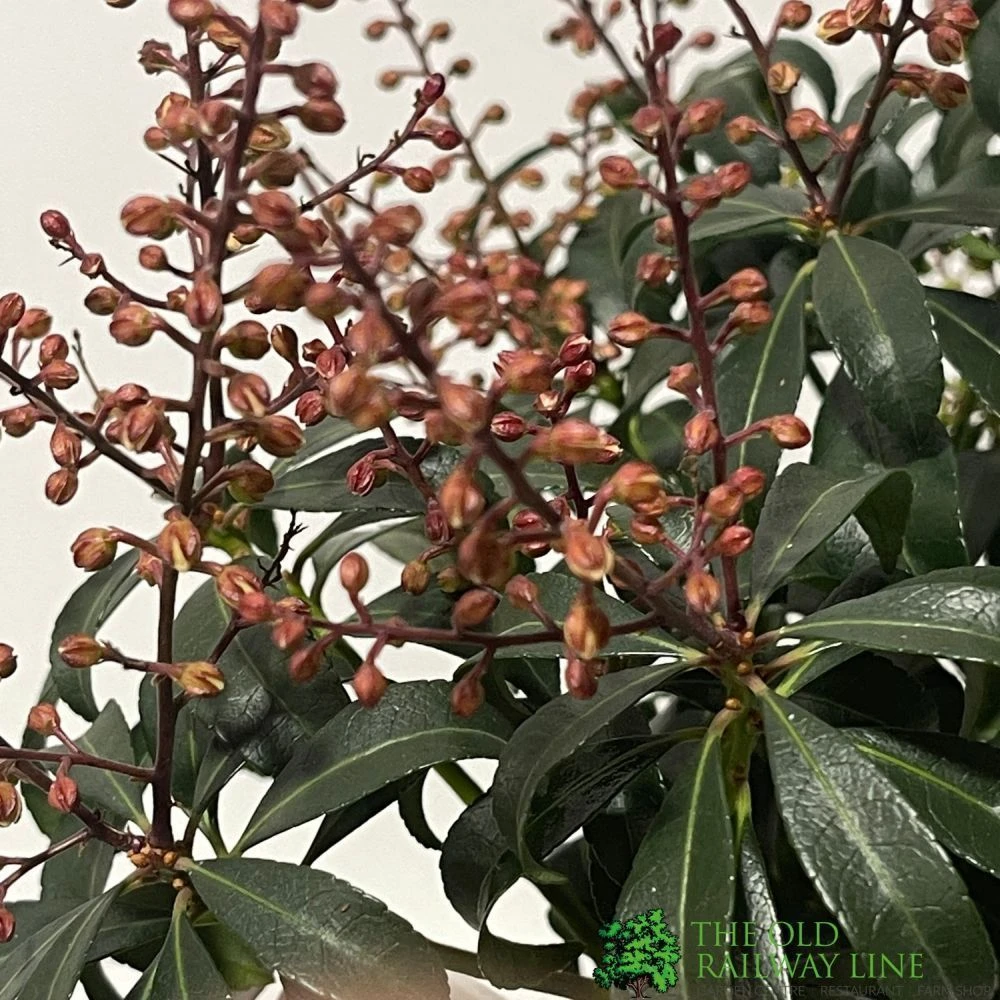 Pieris 'Bonfire' Plant 2Ltr Pot 4 Pieris 'Bonfire' Plant 2Ltr Pot - Image 2