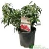 Pieris 'Forest Flame' 2Ltr Pot (NL) 1 Pieris 'Forest Flame' 2Ltr Pot (NL) -Wolf-Garten Store 00002656