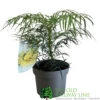 Mahonia 'Soft Caress' 3Ltr Pot (NL) -Wolf-Garten Store 00003291