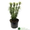 Cephalotaxus 'Korean Gold' Plum Yew Conifer 40cm Tall (NL) 2 Cephalotaxus 'Korean Gold' Plum Yew Conifer 40cm Tall (NL) -Wolf-Garten Store 00003296