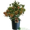 Skimmia Japonica 'Pabella' 4Ltr Pot (NL) 1 Skimmia Japonica 'Pabella' 4Ltr Pot (NL) -Wolf-Garten Store 00004158