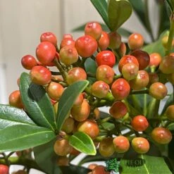Skimmia Japonica 'Pabella' 4Ltr Pot (NL) 7 Skimmia Japonica 'Pabella' 4Ltr Pot (NL) -Wolf-Garten Store 00004158 3