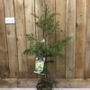 Cryptomeria 'Barabits Gold' Conifer5Ltr Pot (NL) -Wolf-Garten Store 00005465
