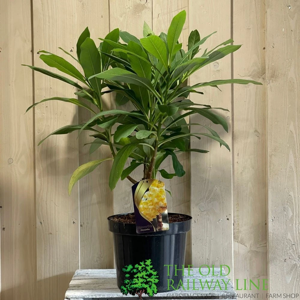 Edgeworthia Chrysantha 7.5Ltr Pot (NL) 3 Edgeworthia Chrysantha 7.5Ltr Pot (NL)