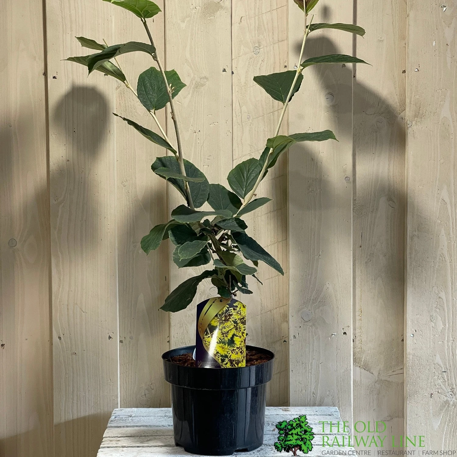 Hamamelis 'Westerstede' 5Ltr (NL) 3 Hamamelis 'Westerstede' 5Ltr (NL)