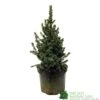 Picea 'Sanders Blue' Spruce Plant 3Ltr Pot (NL) 2 Picea 'Sanders Blue' Spruce Plant 3Ltr Pot (NL) -Wolf-Garten Store 2000000675510 d1a785f9 e367 456d 83ae 983b2dd00a8b