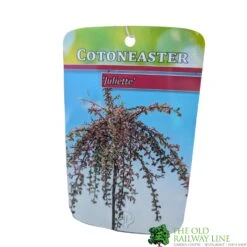 Cotoneaster 'Juliette' 80cm Tall (NL) 8 Cotoneaster 'Juliette' 80cm Tall (NL) -Wolf-Garten Store 30001111 1