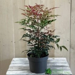 Nandina Domestica 'Obsessed' 2Ltr Pot (NL) -Wolf-Garten Store 30002508 2