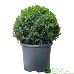 Buxus Ball 30cm Diameter Box Topiary Plant 7.5Ltr Pot