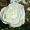 Whartons 'Silver Anniversary' Hybrid Tea White Rose Plant 3Ltr Pot 2 Whartons 'Silver Anniversary' Hybrid Tea White Rose Plant 3Ltr Pot -Wolf-Garten Store 5011622202081