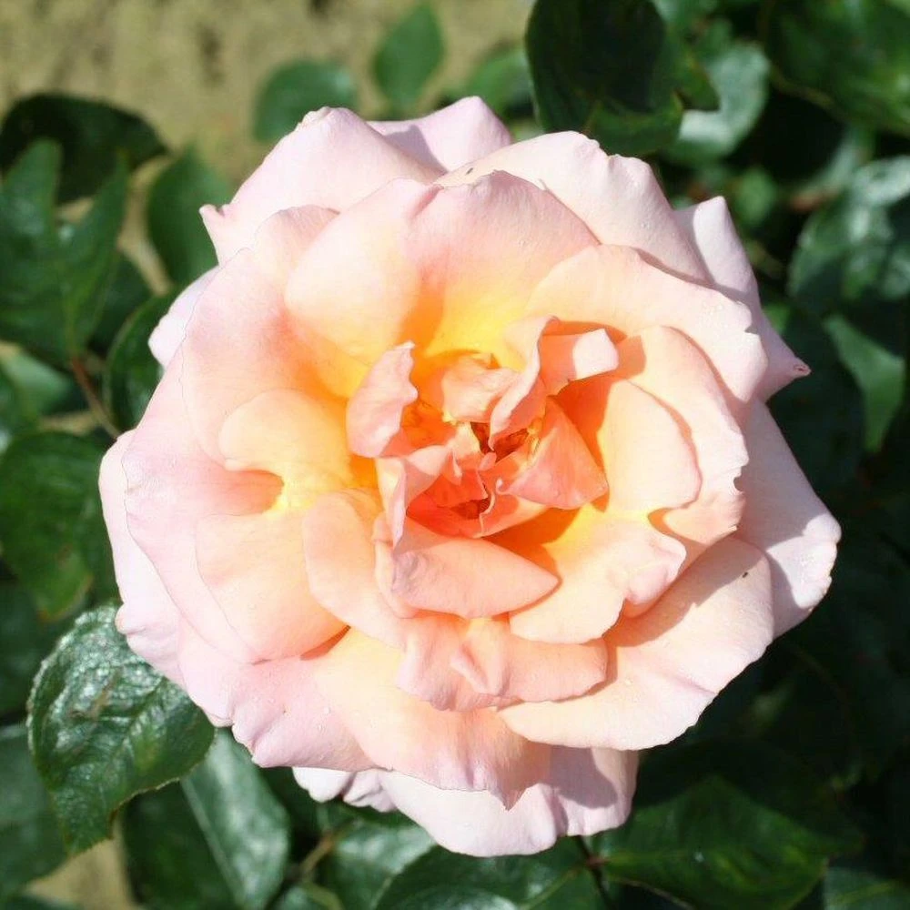 Peach Climbing Rose 'Compassion' 4Ltr Pot 3 Peach Climbing Rose 'Compassion' 4Ltr Pot