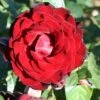 Whartons 'Dublin Bay' Climbing Rose Plant 4Ltr 1 Whartons 'Dublin Bay' Climbing Rose Plant 4Ltr -Wolf-Garten Store 5011622202265