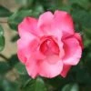 Whartons 'Galway Bay' Pink Climbing Rose 4Ltr Pot 2 Whartons 'Galway Bay' Pink Climbing Rose 4Ltr Pot -Wolf-Garten Store 5011622202319