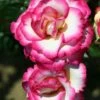 Pink Climbing Rose 'Handel' 4Ltr Pot -Wolf-Garten Store 5011622202357