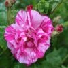 Rosa Gallica 'Versicolor' Rose 4Ltr Pot -Wolf-Garten Store 5011622203590
