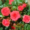 Whartons 'Birthday Wishes' Standard Tree Rose 50cm Stem -Wolf-Garten Store 5011622211250