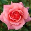 Pink Shrub Rose 'Festive Jewel' 4Ltr Pot 1 Pink Shrub Rose 'Festive Jewel' 4Ltr Pot -Wolf-Garten Store 5011622212486