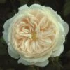 Cream Shrub Rose 'Macmillan Nurse' 4Ltr Pot -Wolf-Garten Store 5011622212998