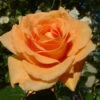 Orange Shrub Rose 'Raymond Carver' 4Ltr Pot 2 Orange Shrub Rose 'Raymond Carver' 4Ltr Pot -Wolf-Garten Store 5011622213018