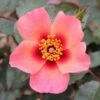 Pink Floribunda Rose 'For Your Eyes Only' 3Ltr Pot -Wolf-Garten Store 5011622214329