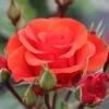 Whartons 'Precious Love' Standard Red Rose Plant 7.5Ltr Pot -Wolf-Garten Store 5011622214442