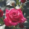 Whartons 'Timeless Charisma' Hybrid Tea Red Bush Rose Plant 3Ltr Pot -Wolf-Garten Store 5011622214725