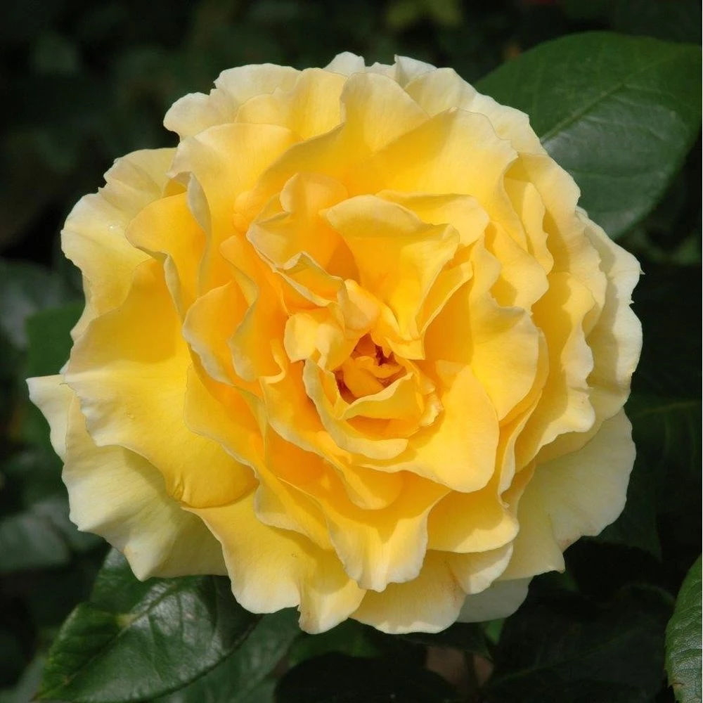 Yellow Shrub Rose 'Grosvenor House' 4Ltr Pot 3 Yellow Shrub Rose 'Grosvenor House' 4Ltr Pot