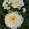 Cream Shrub Rose 'Queens Jubilee' 4Ltr Pot 1 Cream Shrub Rose 'Queens Jubilee' 4Ltr Pot -Wolf-Garten Store 5011622214855