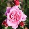 Whartons 'Timeless Pink' Bush Rose 4Ltr Pot -Wolf-Garten Store 5011622216033