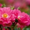 Whartons 'Flower Carpet Pink' Climbing Rose 4Ltr Pot -Wolf-Garten Store 5011622216064