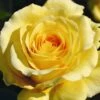 Yellow Climbing Rose 'Sommergold' 4Ltr Pot 2 Yellow Climbing Rose 'Sommergold' 4Ltr Pot -Wolf-Garten Store 5011622216088