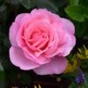 Pink Shrub Rose 'Pearl Of St. Lukes' 4Ltr Pot -Wolf-Garten Store 5011622219706