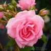 Pink Climbing Rose 'Mamma Mia Courtyard' 3Ltr Pot -Wolf-Garten Store 5011622220184
