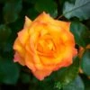 Orange Climbing Rose 'Redova Courtyard' 4Ltr Pot -Wolf-Garten Store 5011622220214