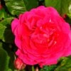Pink Climbing Rose 'Pasillo Courtyard' 3Ltr Pot 1 Pink Climbing Rose 'Pasillo Courtyard' 3Ltr Pot -Wolf-Garten Store 5011622220641