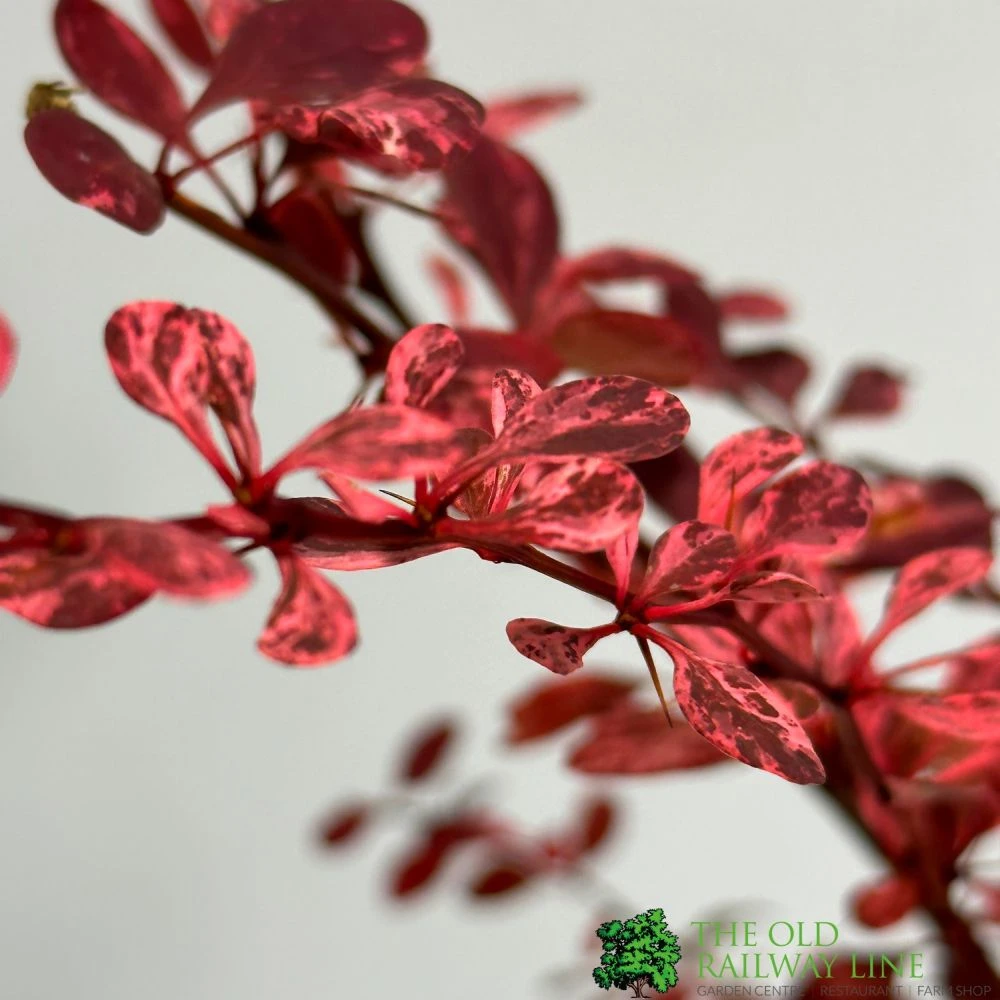 Berberis Thunbergii Atropurpurea 'Harlequin' 3Ltr Pot 3 Berberis Thunbergii Atropurpurea 'Harlequin' 3Ltr Pot - Image 2