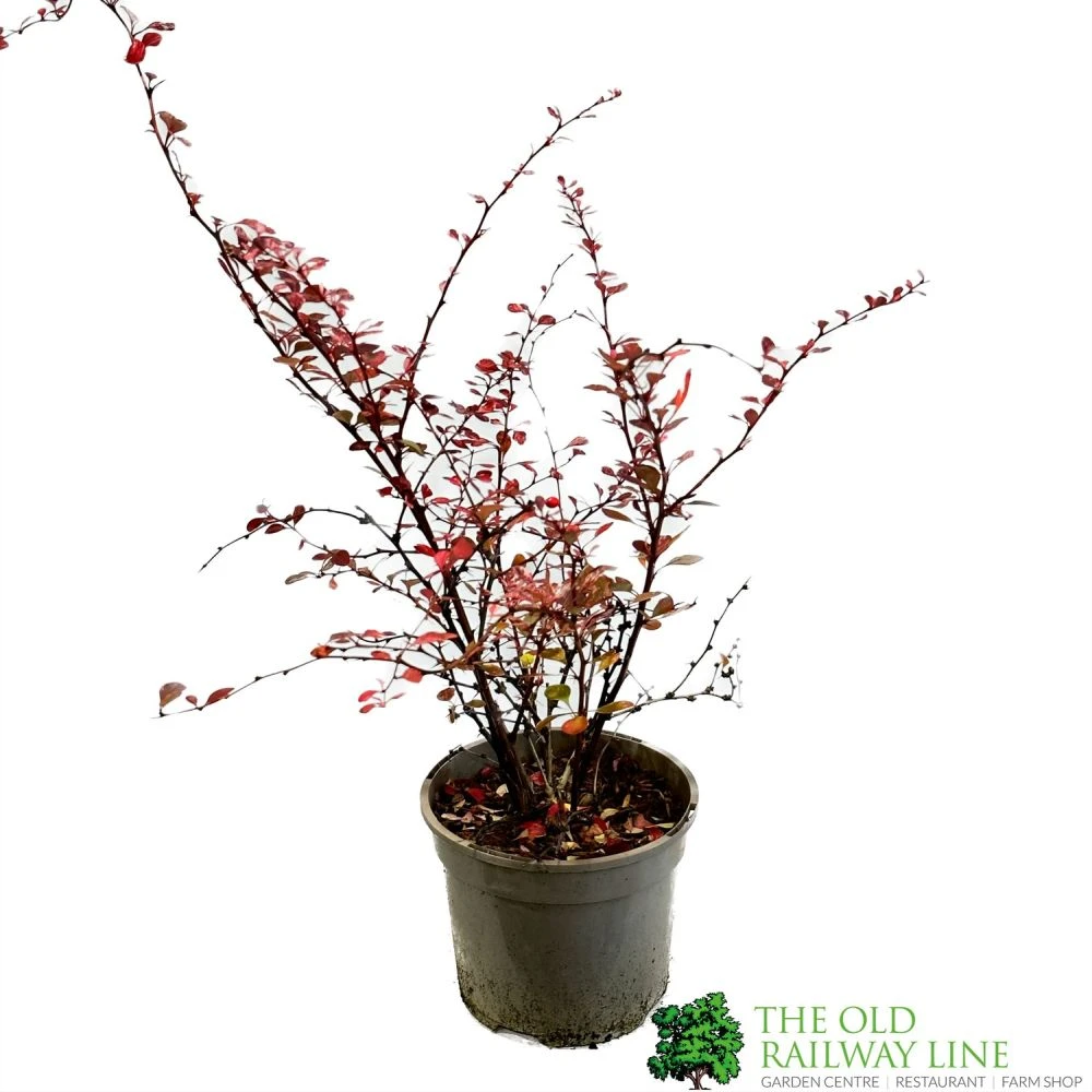 Berberis Thunbergii Atropurpurea 'Harlequin' 3Ltr Pot 2 Berberis Thunbergii Atropurpurea 'Harlequin' 3Ltr Pot