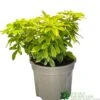 Choisya Ternata 'Sundance' Mexican Orange Blossom Plant 3Ltr Pot -Wolf-Garten Store 5019756149760