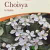 Choisya Ternata Mexican Orange Blossom Plant 3Ltr Pot -Wolf-Garten Store 5019756149944