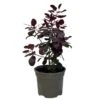 Cotinus 'Royal Purple' Smoke Tree 3 Ltr Pot -Wolf-Garten Store 5019756160697